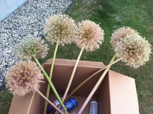 Spray Painted Blooms