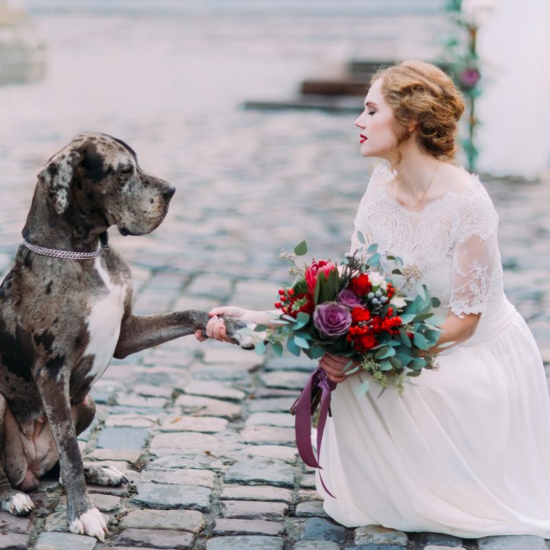 Pet friendly wedding venues