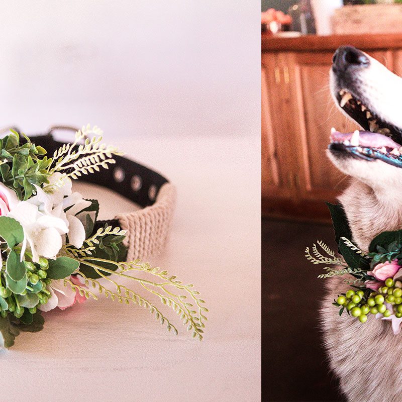 floral dog collar
