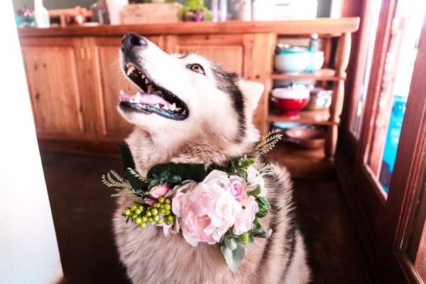 Floral dog collar
