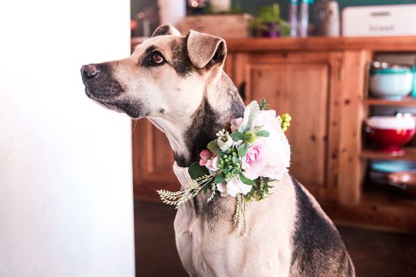 Floral dog collar